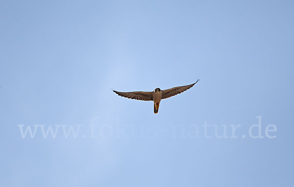 Lannerfalke sspec. (Falco biarmicus tanypterus)