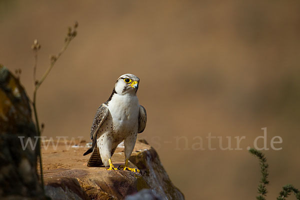Lannerfalke sspec.1 (Falco biarmicus erlangeri)