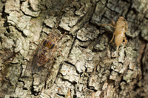 Mannasingzikade (Cicada orni)