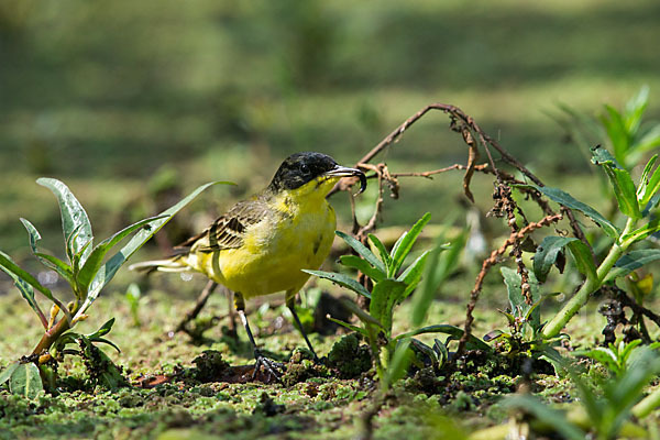 Maskenstelze (Motacilla flava feldegg)