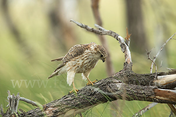 Merlin (Falco columbarius)