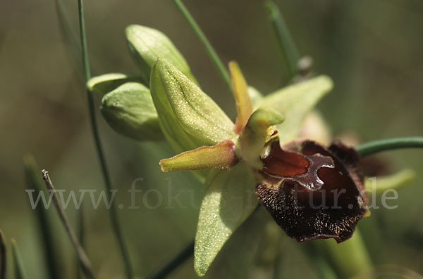 Moris' Ragwurz (Ophrys morisii)