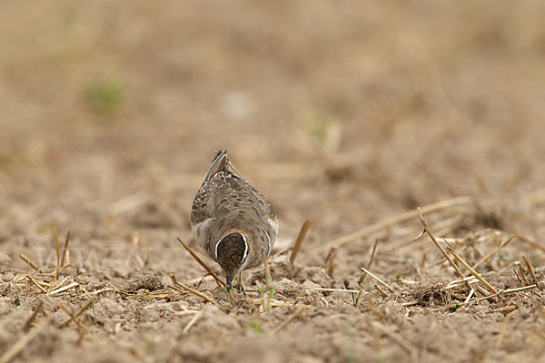 Mornellregenpfeifer (Charadrius morinellus)
