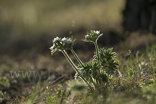 Narzissenblütiges Windröschen (Anemone crinita)