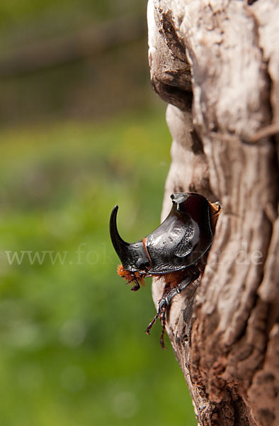 Nashornkäfer (Oryctes nasicornis)