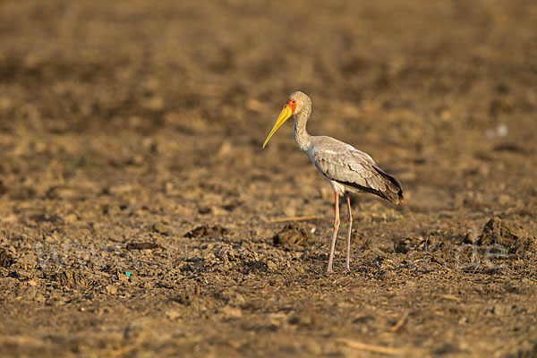 Nimmersatt (Mycteria ibis)