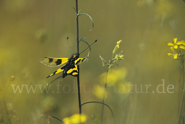 Oestlicher Schmetterlingshaft (Libelloides macaronius)