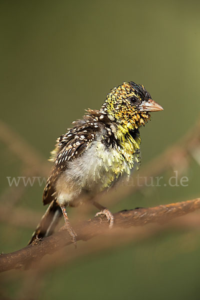 Ohrfleck-Bartvogel (Trachyphonus darnaudii)