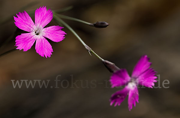 Pfingst-Nelke (Dianthus gratianopolitanus)