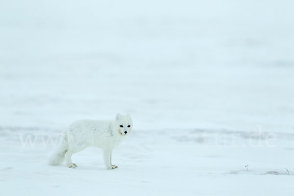 Polarfuchs (Vulpes lagopus)