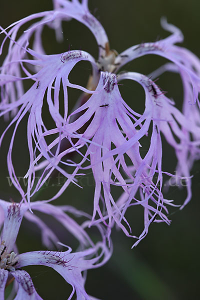 Pracht-Nelke (Dianthus superbus)