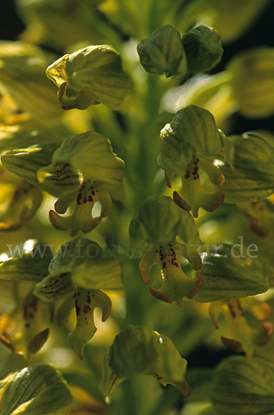 Punktiertes Knabenkraut (Orchis punctulata)
