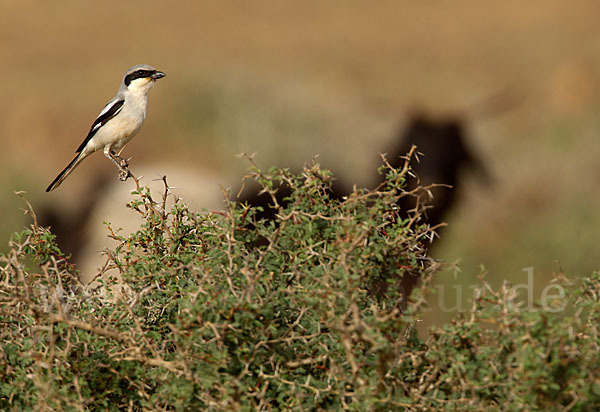 Raubwürger (Lanius excubitor koenigi)