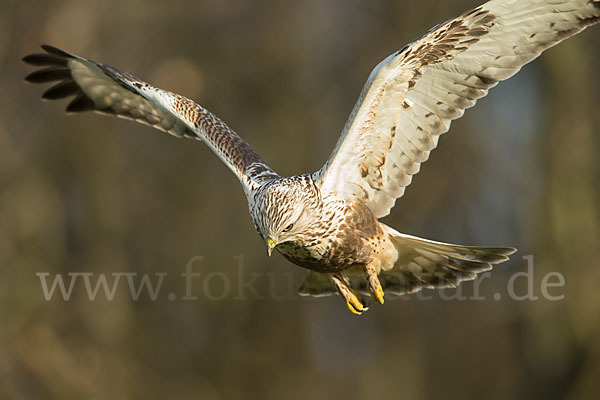 Rauhfußbussard (Buteo lagopus)