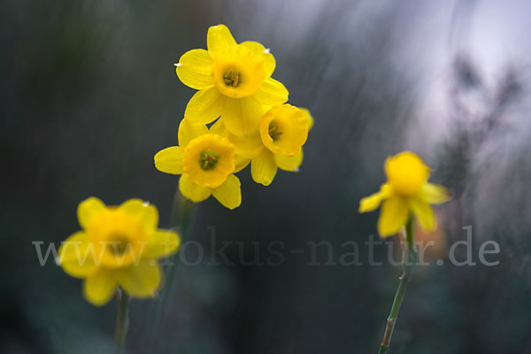 Requiens Narzisse (Narcissus assoanus)