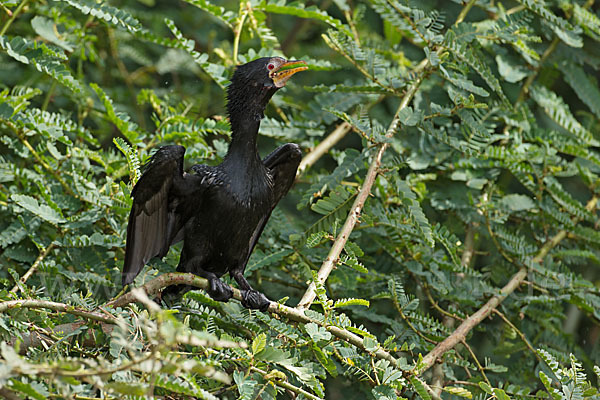 Riedscharbe (Phalacrocorax africanus)