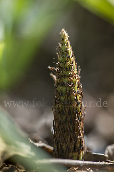 Riesen-Schachtelhalm (Equisetum telmateia)