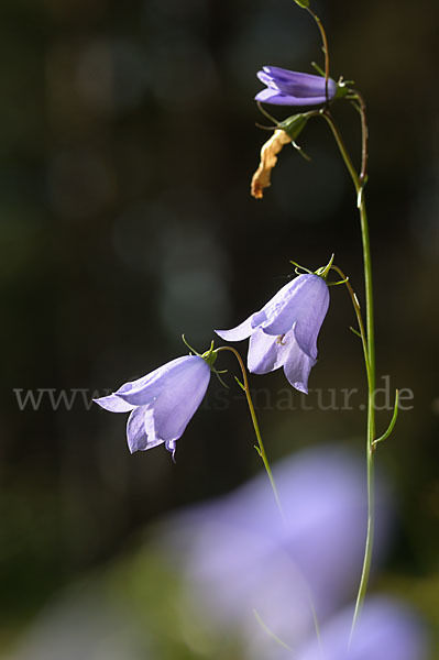 Rundblättrige Glockenblume (Campanula rotundifolia)