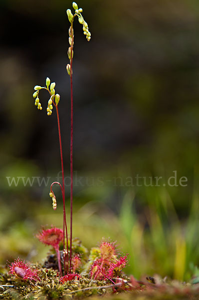 Rundblättriger Sonnentau (Drosera rotundifolia)