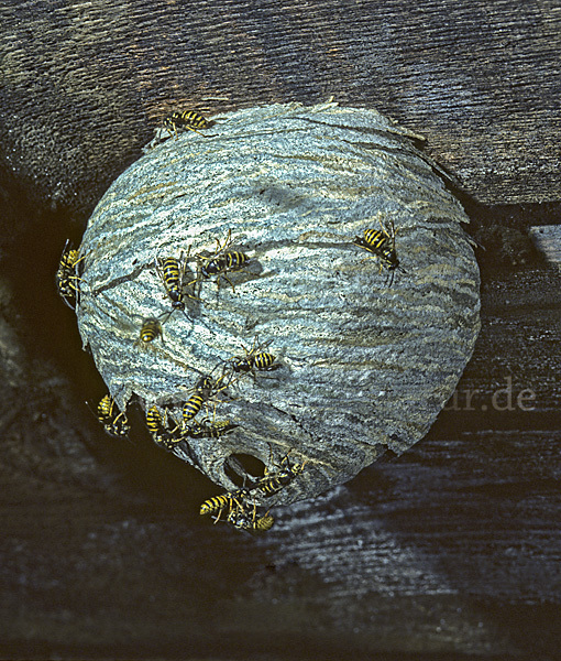 Sächsische Wespe (Dolichovespula saxonia)