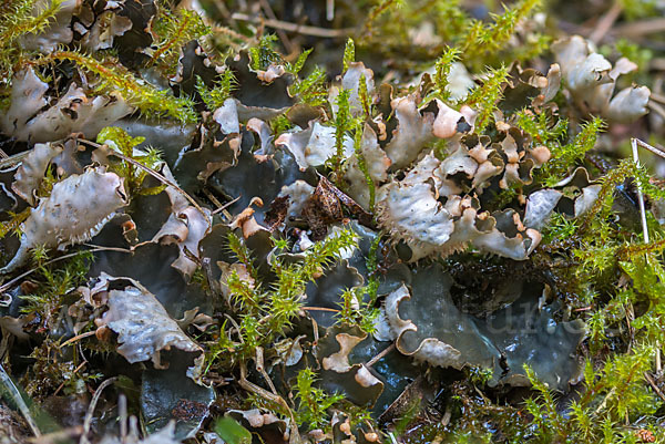 Salat-Schildflechte (Peltigera hymenina)
