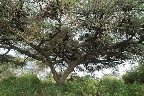Schirmakazie (Acacia tortilis ssp. raddiana)