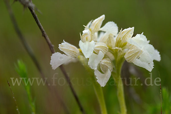 Schmetterlings-Knabenkraut (Orchis papilionacea)