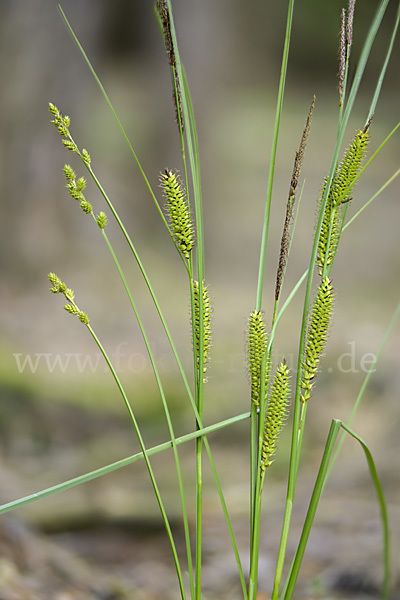 Schnabel-Segge (Carex rostrata)