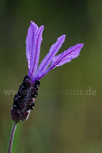 Schopf-Lavendel (Lavandula stoechas)