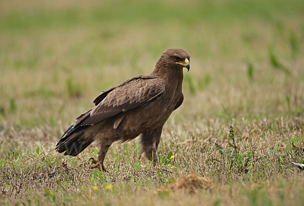 Schreiadler (Aquila pomarina)