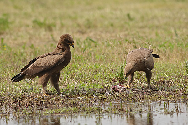 Schreiadler (Aquila pomarina)