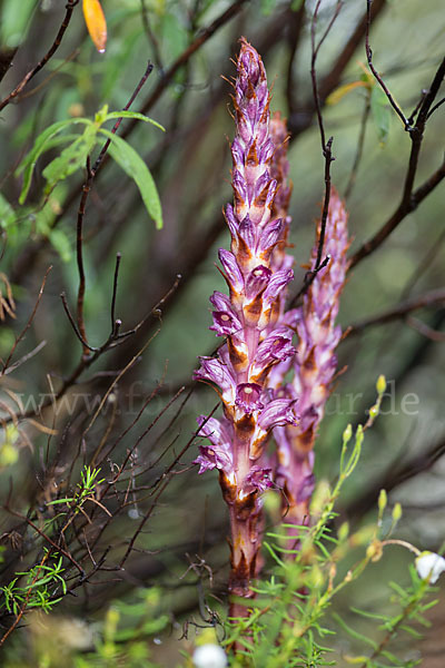 Sommerwurz spec. 1 (Boulardia latisquama F.W.Schultz)