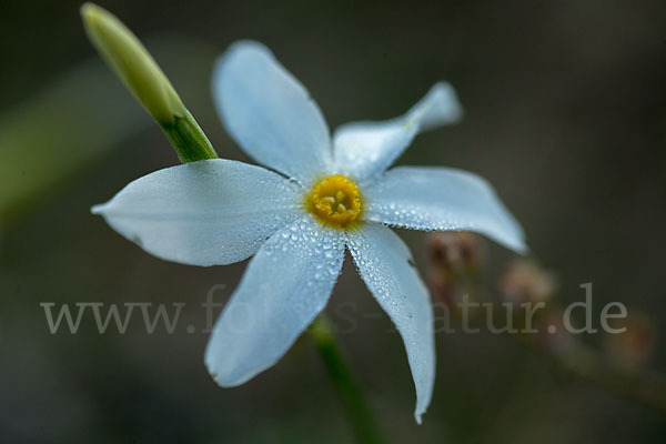 Späte Narzisse (Narcissus serotinus)