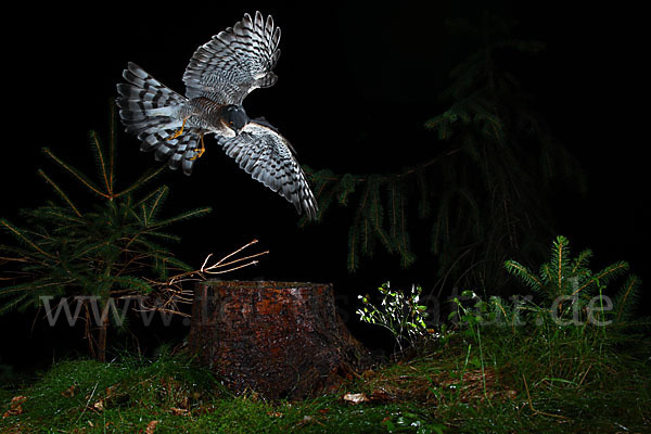 Sperber (Accipiter nisus)