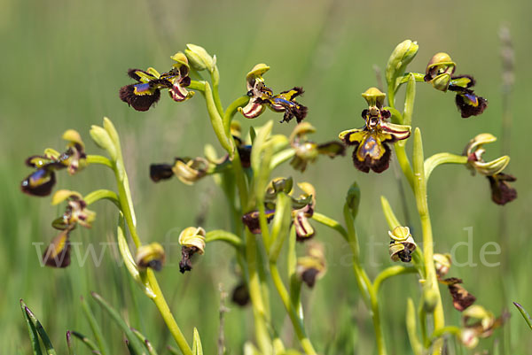 Spiegel-Ragwurz (Ophrys speculum)