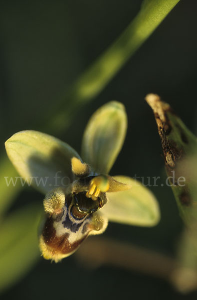 Spiegel-Ragwurz x Wespen-Ragwurz (Ophrys speculum x Ophrys tenthredinifera)