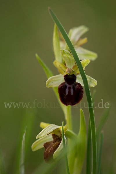 Spinnen-Ragwurz (Ophrys sphegodes)