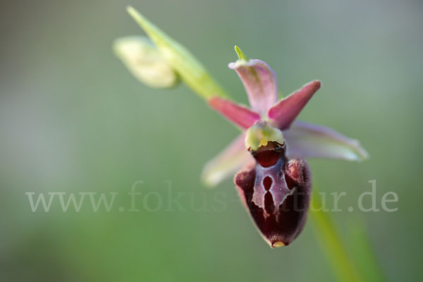 Spinnen-Ragwurz x Hummel-Ragwurz (Ophrys sphegodes x Ophrys holoserica)
