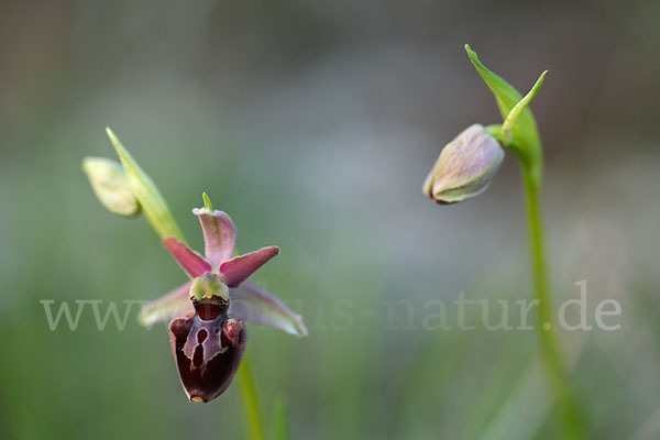 Spinnen-Ragwurz x Hummel-Ragwurz (Ophrys sphegodes x Ophrys holoserica)
