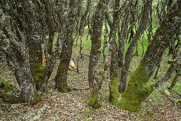 Steineiche (Quercus ilex)