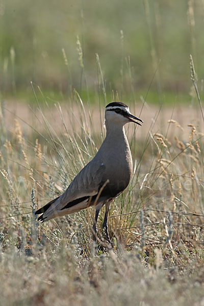 Steppenkiebitz (Vanellus gregarius)