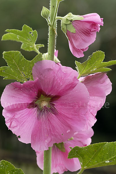 Stockrose (Alcea rosea)