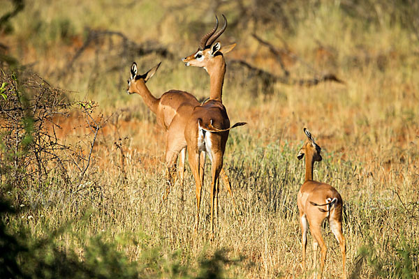 Südliche Giraffengazelle (Litocranius walleri)