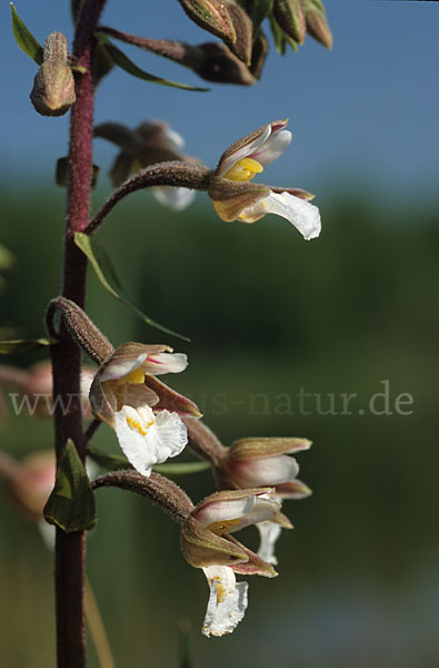 Sumpf-Sitter (Epipactis palustris)