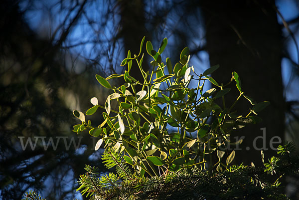 Tannen-Mistel (Viscum album subsp. abietis)