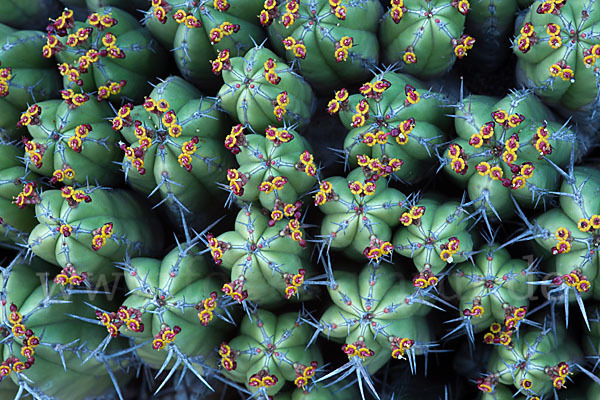 Vierkantige Euphorbie (Euphorbia echinus)