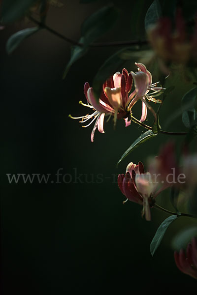 Wald-Geißblatt (Lonicera periclymenum)