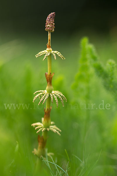 Wald-Schachtelhalm (Equisetum sylvaticum)