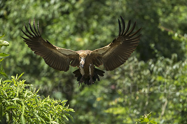 Weißrückengeier (Gyps africanus)