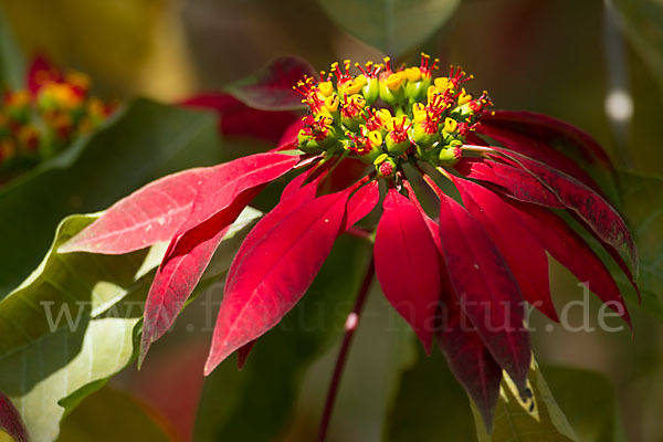Weihnachtsstern (Euphorbia pulcherrima)